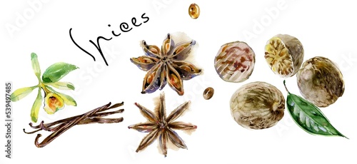 Spices vanilla, badanum, nutmeg on a white background, watercolor, can be used in printing, on paper bags, on postcards, stickers, on packaging for spices, in the interior as a poster in bakeries, caf