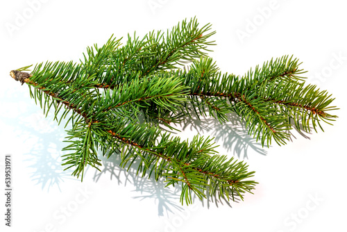 fir tree branch isolated on white with a shadow.