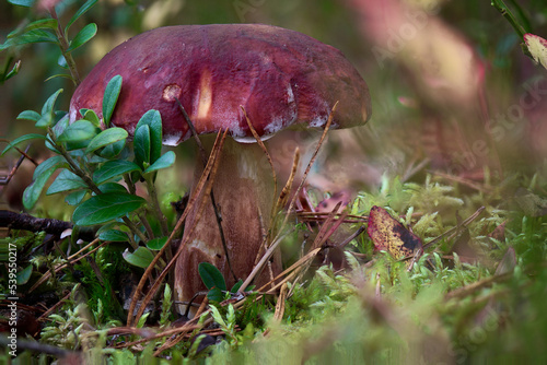 Borowik szlachetny, prawdziwek, wysyp grzybów w jesiennym lesie.