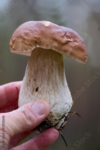 Trzymany w dłoni borowik szlachetny, prawdziwek, wysyp grzybów w jesiennym lesie.