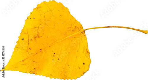 Autumn leaf png transparent