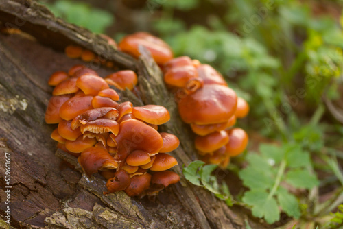 Red mushrooms on a tree brak. Nature background with red mushrooms on a tree bark on autumn day.