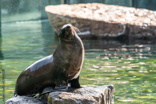 Sea lions (Otariidae) and seals are marine mammals, spending a good part of each day in the ocean to find their food. A sea lion is standing and resting on a rock.