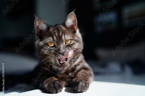 Adorable little cat lying on the bed at home.