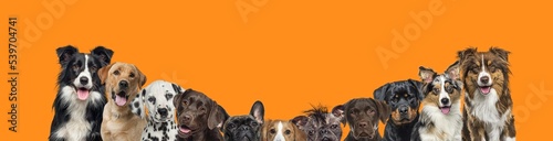 banner of a Large group of dogs together in a row on orange background