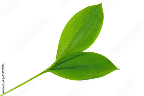 Green leaf lily of the valley isolated on white background.