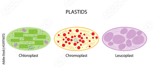 Plastids (chloroplast, chromoplast, leucoplast) 