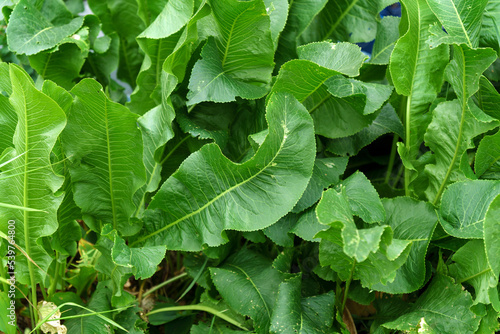 Horseradish Armoracia rusticana, syn. Cochlearia armoracia is a perennial plant of the family Brassicaceae. Selective focus