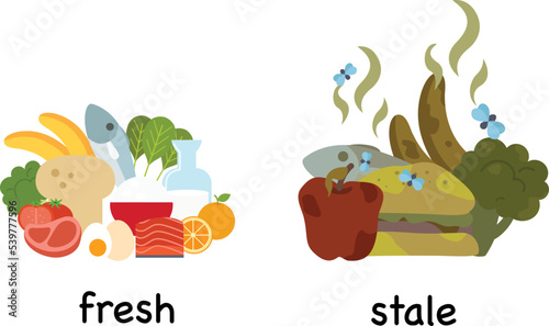 Opposite words fresh and stale vector illustration