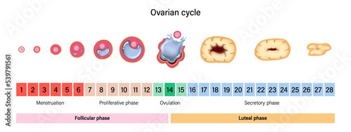 Ovarian cycle. Menstrual cycle. Menstrual, proliferative ovulation and secretory phases. Follicular phase, ovulation and luteal phase.
