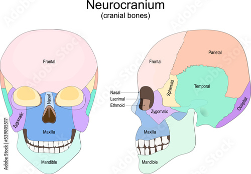 Human skull bones. Neurocranium. cranial bones