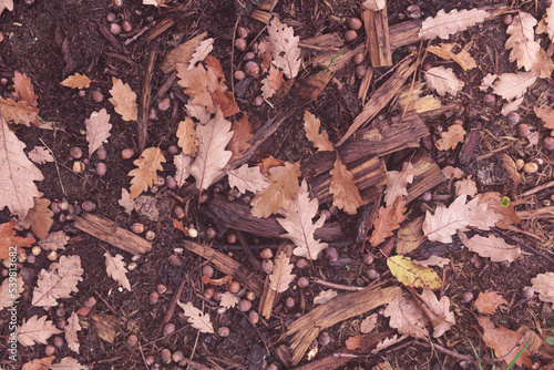 Texture automnale à base de copeaux bois, feuilles mortes et glands. 