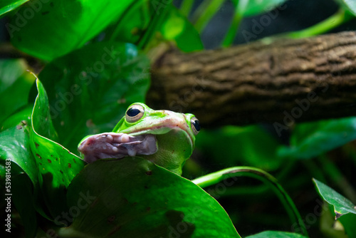 Green frog on a green leaf 