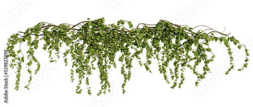 ivy plants isolated on white background, 3d rendered