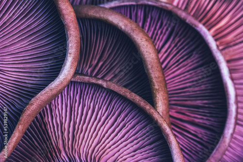 textured background of purple mushrooms close-up, macro photo with selective focus