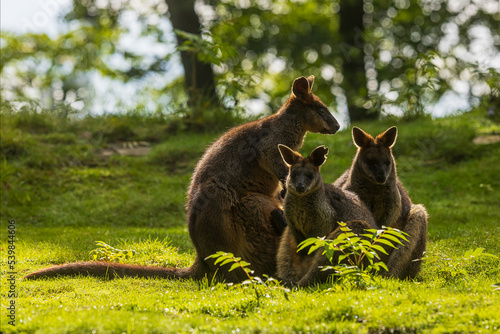 The swamp wallaby (Wallabia bicolor) is a small macropod marsupial a group of three sitting in the opposite light