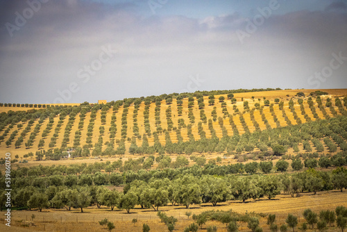 olive grove in morocco, olives, north africa