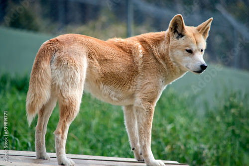 the golden dingo is tan in color with a white snout and black nose