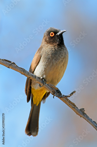 An African red-eyed bulbul (Pycnonotus nigricans) perched on a branch, South Africa.