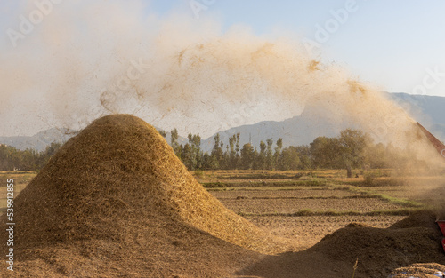 Rice thresher machine threshing the rice crop flowing away the rice straw which will be later use for animals feed