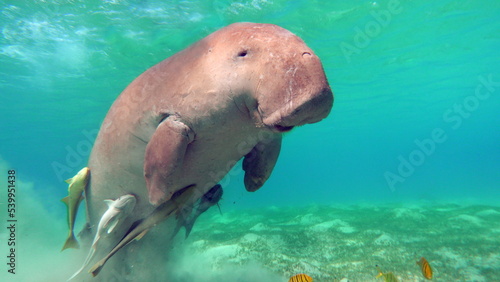 Dugongo. Sea Cow in Marsa Alam. Marsa Mubarak bay.