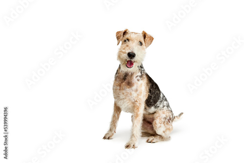 Studio shot of cute purebred Fox terrier dog posing isolated over white background. Calmly sitting and smiling at camera