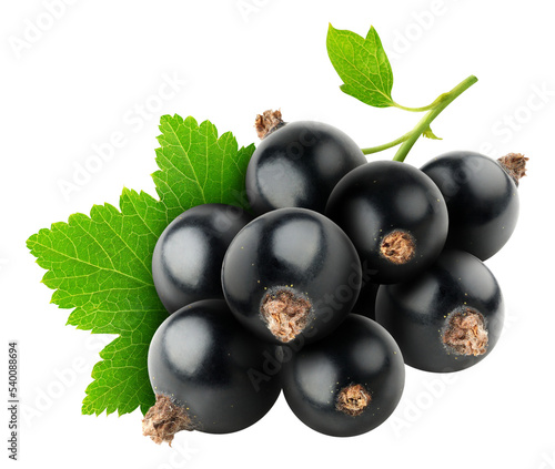 Bunch of black currant berries cut out