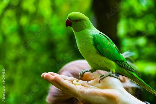 Echo parakeet (Psittacula eques) on a hand