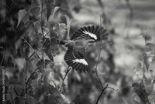 Grayscale closeup of a mockingbird taking flight trees blurred background
