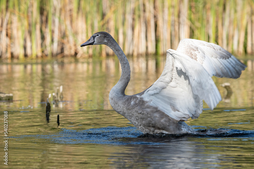 Młody łabędź niemy machający skrzydłami (Mute swan, Cygnus olor)