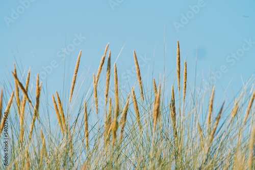 Dune grass in the summer, nature picture, Ameland, the Netherlands