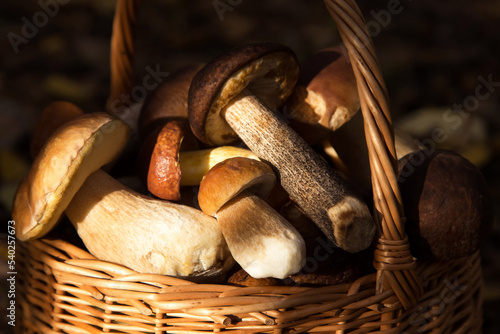 Mushroom in basket in forest close up on dark background, macro in sunlight 