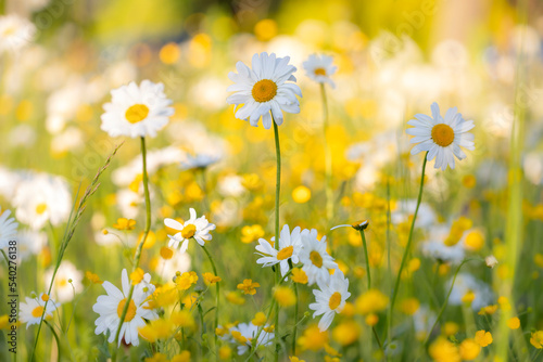 Kwiaty polne na łące. Białe stokrotki i rumianki skąpane w promieniach ciepłego słońca. 