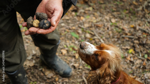 A man holding truffles mushrooms in front of a dog. 