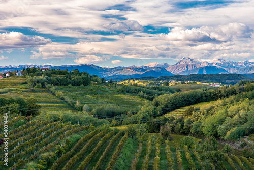 Colorful sunset in the vineyards at the border between Italy and Slovenia