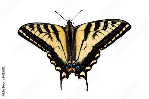 Western Tiger Swallowtail Photo, on a Transparent PNG Background