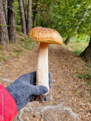 Grzybobranie. Na pierwszym planie duży okaz borowika prawdziwego trzymany w ręce. Na drugim planie las. Pionowy kadr.