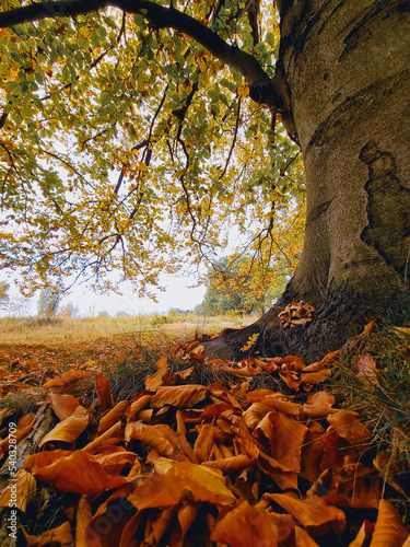 Krajobraz jesienny, duże okazałe drzewo liściaste w jesiennych kolorach, pionowy kadr.