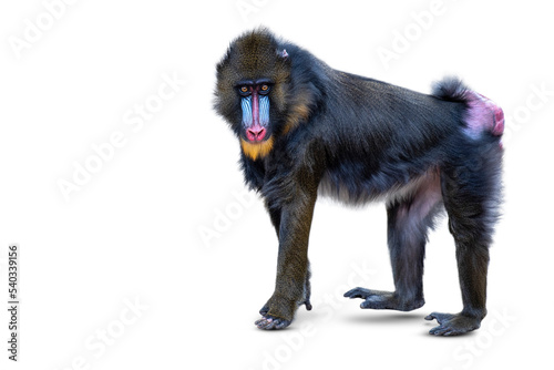 Mandrill isolated on white background. Walking monkey, side view, mandrill isolate on white.