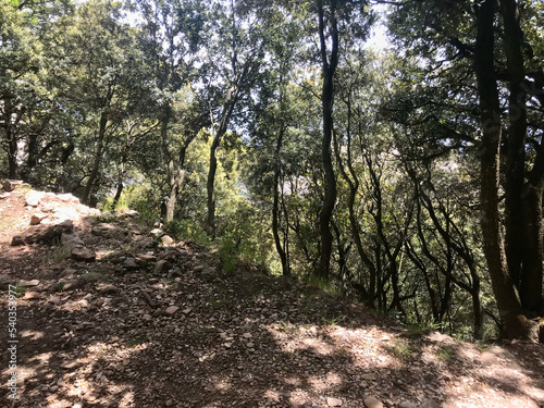 Montserrat, Spain, June 2019 - A tree in a forest