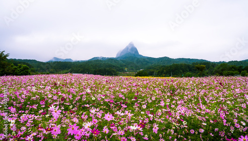 코스모스 꽃이 활짝 핀 들판 너머로 보이는 마이산
