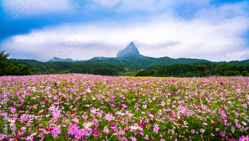 코스모스 꽃이 활짝 핀 들판 너머로 보이는 마이산