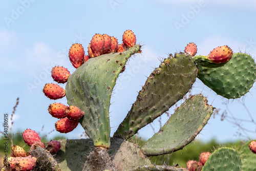 Prickly pear cactus close-up with ripe prickly fruit, opuntia cactus spines. Israel