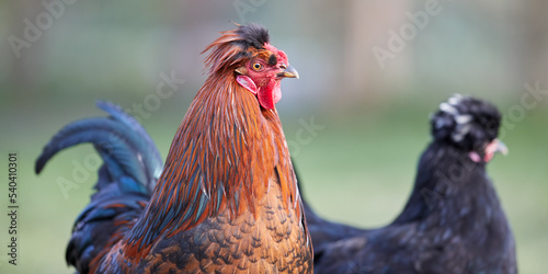 Close up of red brown rooster isolated