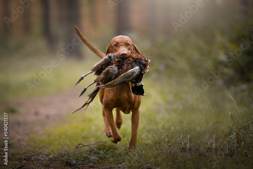 hunting dog vizsla wirehair retrieve apport 