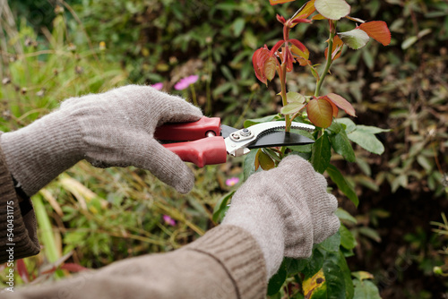 Gloved hands of gardener with scissors pruning top of rose bush growing on flowerbed in the garden while taking care of plants