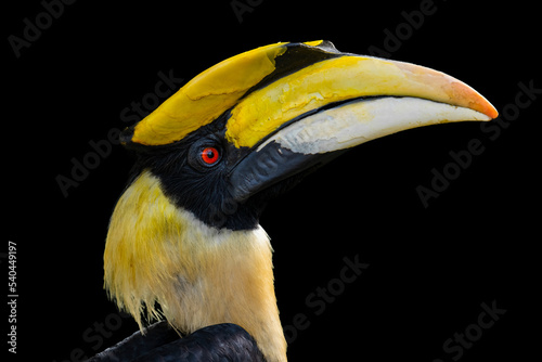 portrait for a great hornbill on black background
