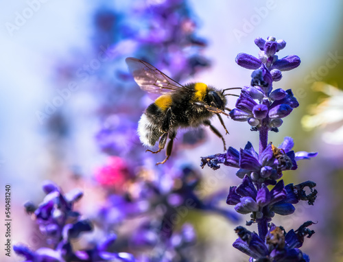 Northern white-tailed bumblebee flying to a purple sage flower