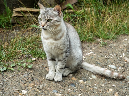 Closeup shot of a Ceylon cat sitting on the ground