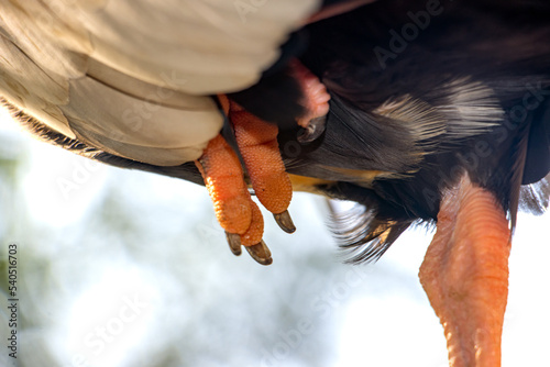 Close-up of the claws of a black-faced ibis (Theristicus melanopis) standing on one leg